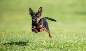 Jesteś miłośnikiem psów? Musisz znać odpowiedzi na te pytania