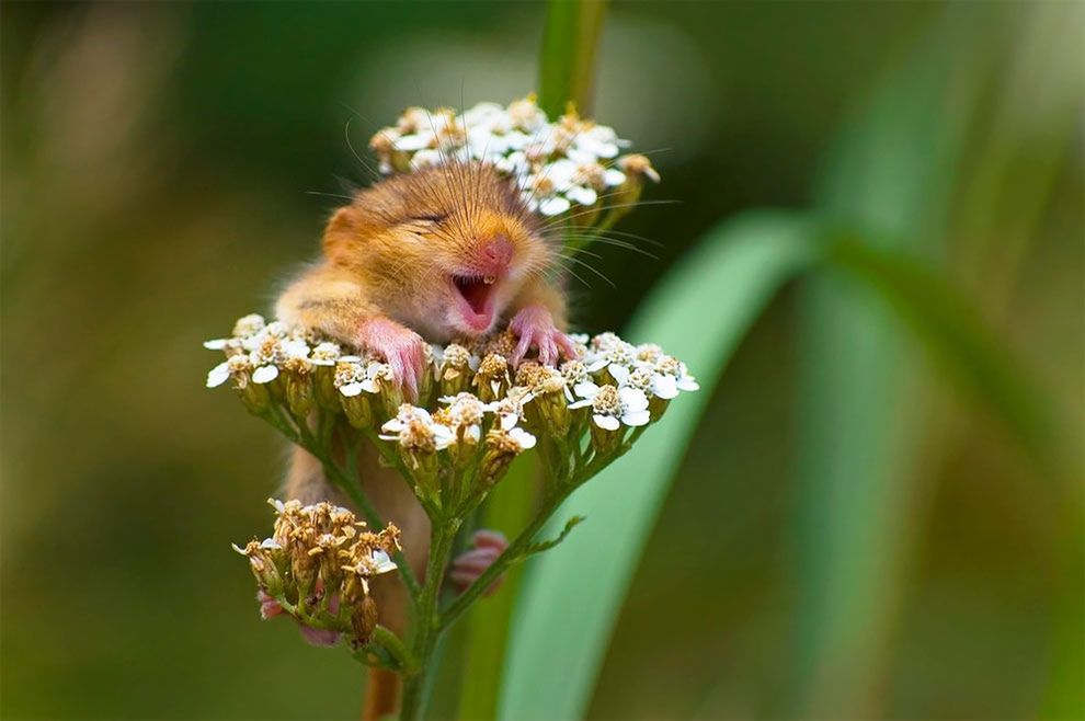 Najzabawniejsze zdjęcia finalistów The Comedy Wildlife Photography Awards 2017 3
