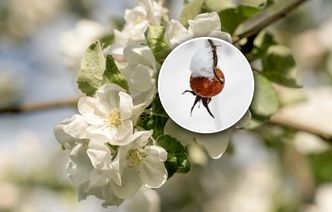 Poważne straty w niektórych sadach. Tu przemarzły wszystkie zawiązki