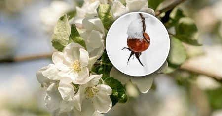 Poważne straty w niektórych sadach. Tu przemarzły wszystkie zawiązki