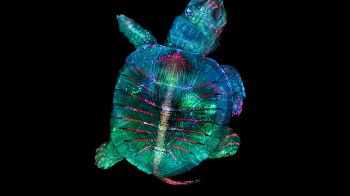 Nikon Small World: zachwycający świat mikrofotografii. Polak w czołówce 1