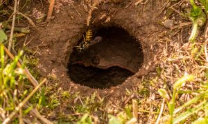 Wylatują z nor w ziemi. Gdy zobaczysz, oddal się w mig