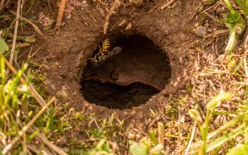 Wylatują z nor w ziemi. Gdy zobaczysz, oddal się w mig