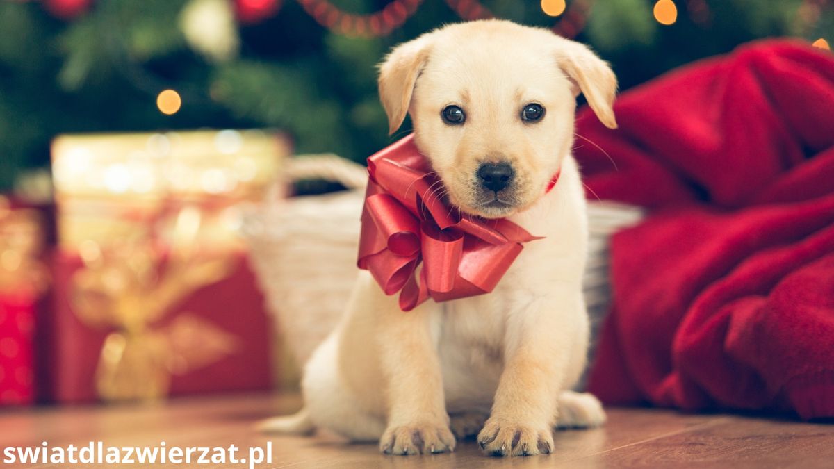 zwierzę pod choinką, pies lub kot na prezent świąteczny