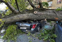 O krok od tragedii. Drzewo zmiażdżyło auta. Dwie osoby były w środku