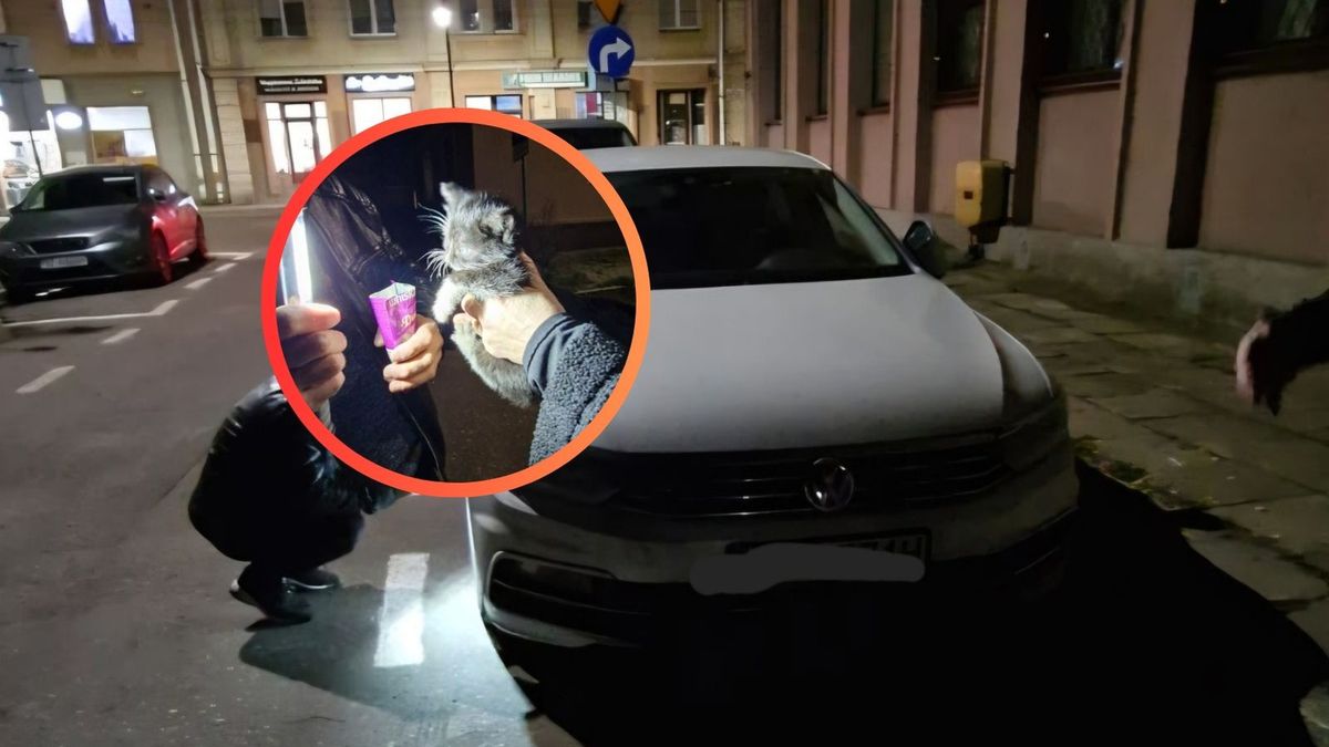 Otworzyli maskę i znaleźli kota