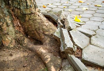 Tych drzew nie sadź przy domu. Kto nie posłuchał, dziś bardzo żałuje