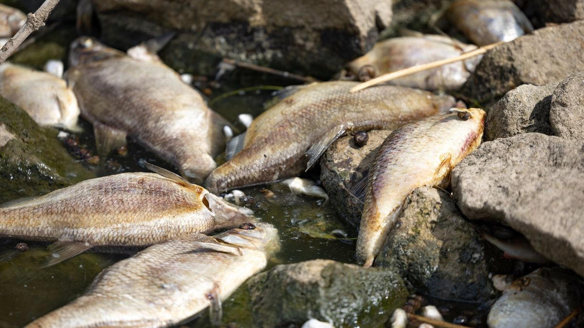 ?ni?te ryby w Odrze15.08.2022 Krajnik Dolny. Krajnik Dolny ratownanie Odry i wylawienie snietych ryb. Fot Sebastian Nowik/REPORTERSebastian Nowik/REPORTER