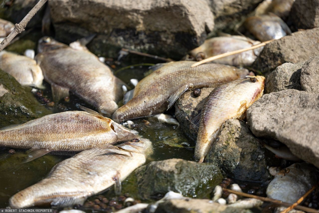 Katastrofa ekologiczna na Odrze. Polsce wstrzymano kredyt na rozbudowę rzeki
