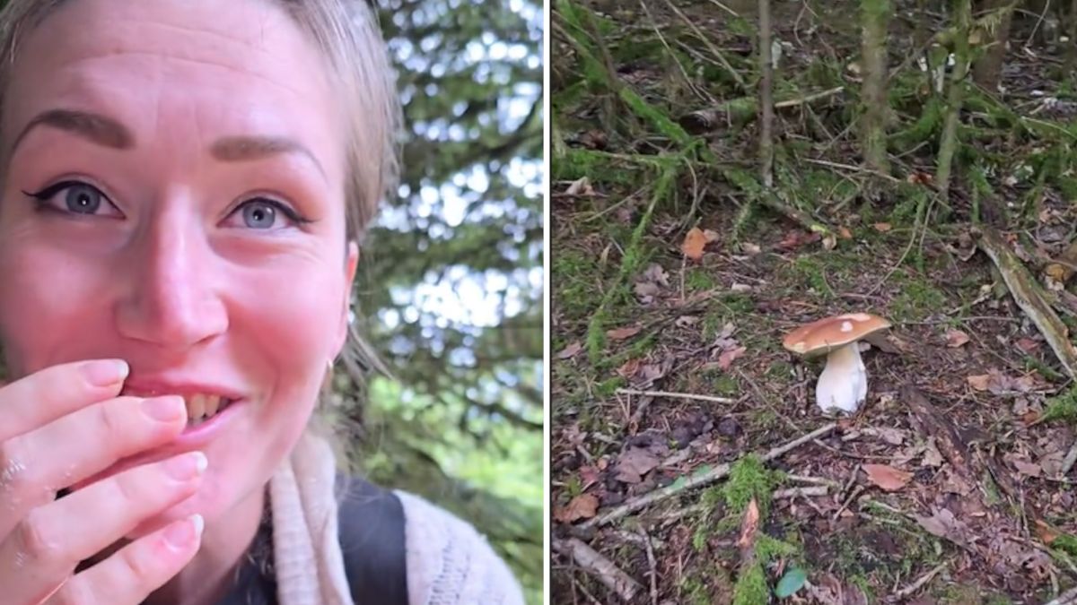 Niemiecka para odkryła grzybowe królestwo.