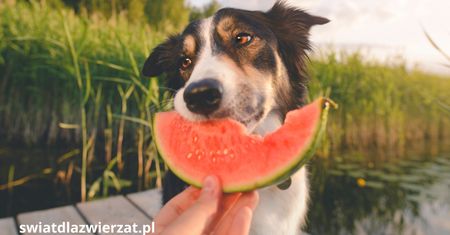 Międzynarodowy Dzień Owoców – jakie owoce mogą jeść zwierzęta domowe i jak wpływają na zdrowie?