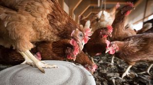 Jaja drożeją i tak zostanie do Wielkanocy. Choroby przerzedziły nioski