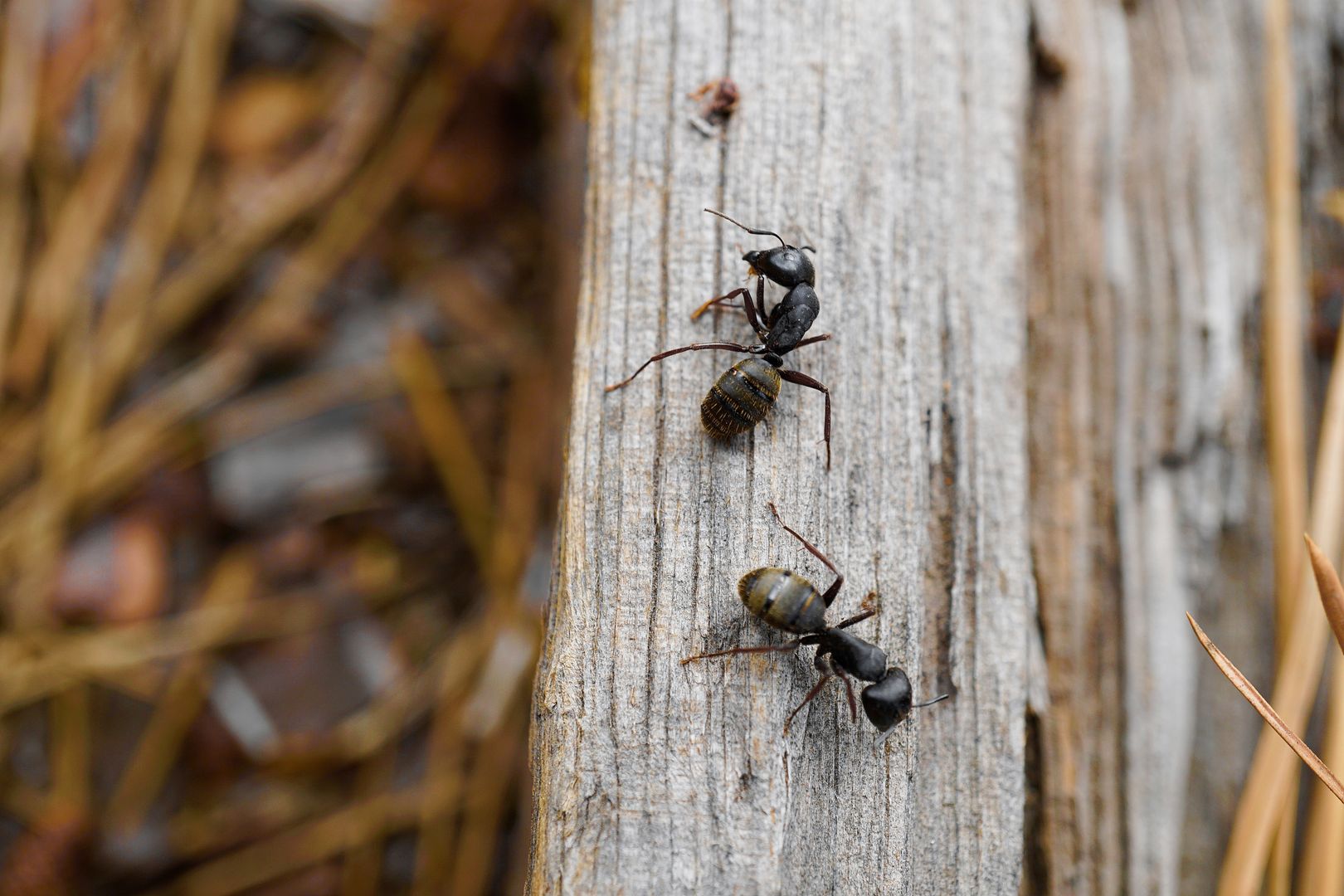 Domowa hodowla mrówek — od czego zacząć?