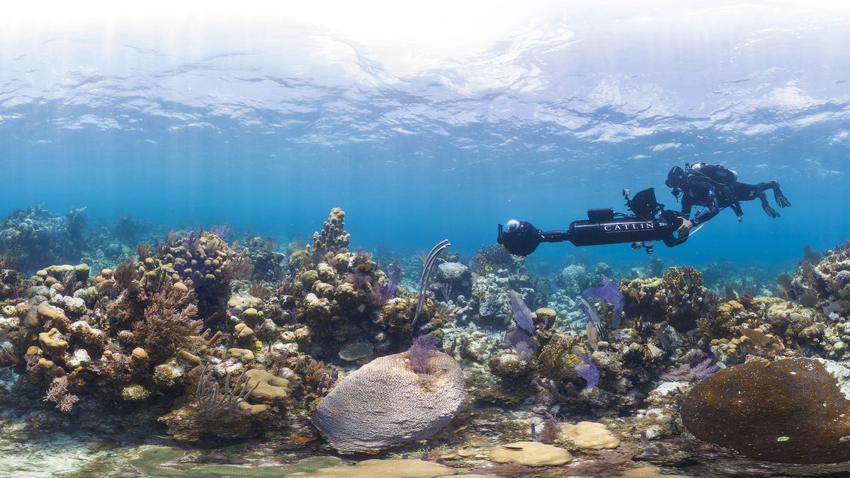 Google Seaview - nurkowanie bez wychodzenia z domu 1