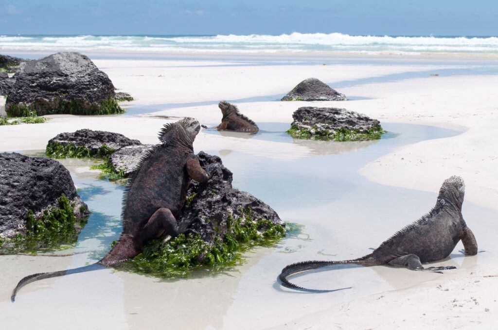 Galapagos Marine Iguanas na plaży, zatoka Tortuga, na wyspie Santa Cruz. Dzika niezagospodarowana plaża z obfitą przyrodą