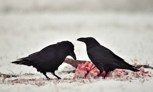 Kruki tworzą mapy śmierci. Wiedzą, gdzie inni polują