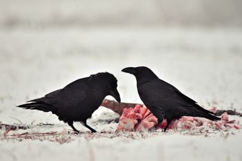 Kruki mają własny GPS. Są tak inteligentne, że zapamiętują miejsca zabójstw