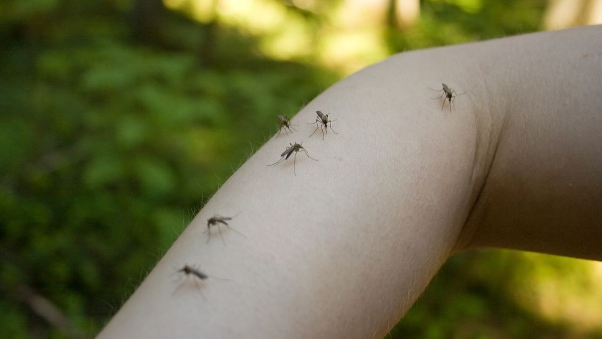 Jak pozbyć się komarów z ogrodu?