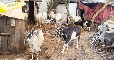 Nielegalna hodowla kóz obok Puław. Szczątki zwierząt i skrajnie zaniedbane żywe