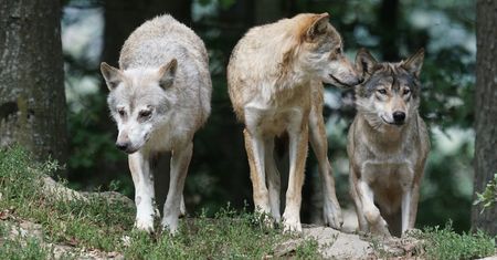 Wilki zabiły konia. Relacja właściciela z Bieszczad