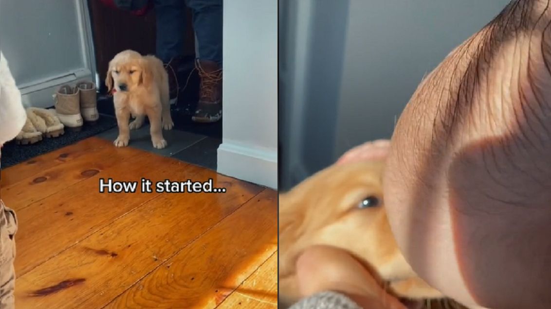 Nagranie ze spotkania psa i dziecka.