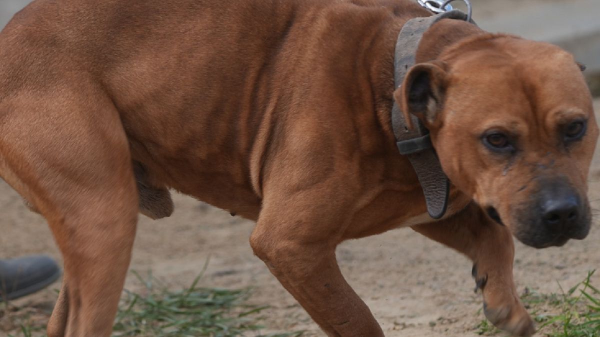 Organizował walki psów. Najbliższe lata spędzi za kratkami. 