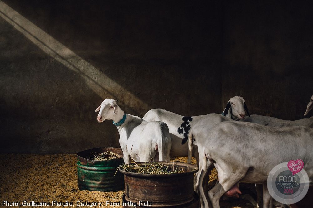 Smakowite kadry konkursu kulinarnego Pink Lady Food Photographer of the Year 2018 27