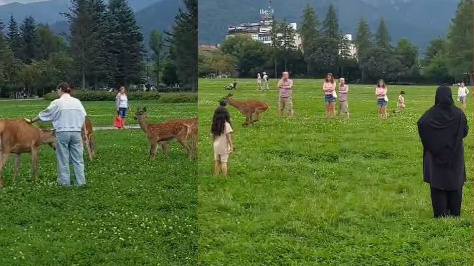 Dzikie stworzenia nie są atrakcją turystyczną. Odwiedzający Zakopane o tym zapomnieli