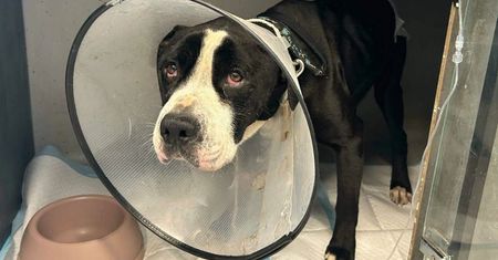 Skatowany amstaff. "Tydzień tak leży". Dramatyczny telefon do fundacji