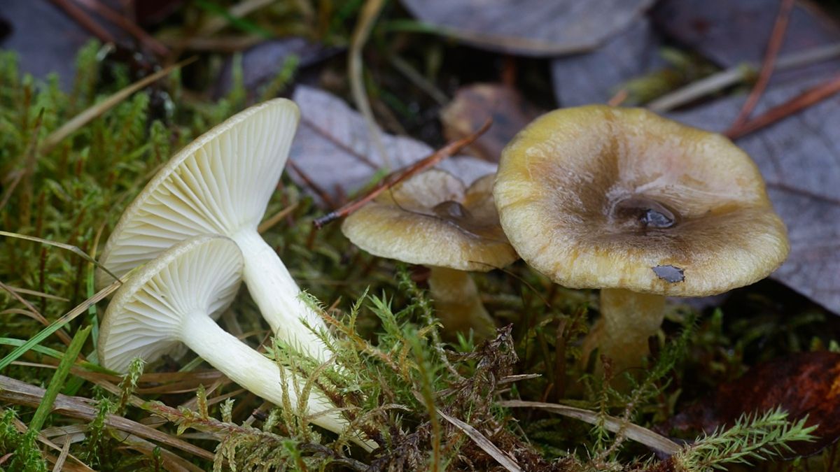 Ten grzyb rośnie, gdy wszystkie inne się kończą