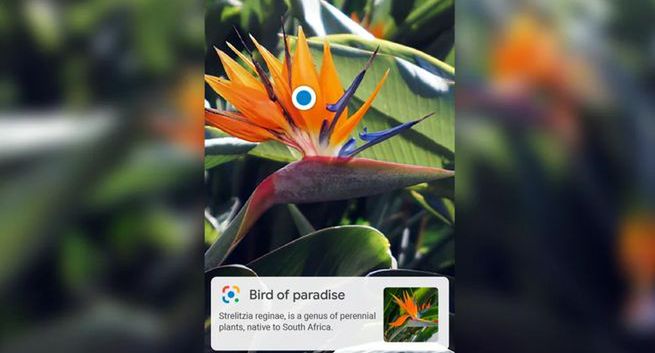 Aplikacje na smartfony nie potrafią w 100 proc. identyfikować roślin na podstawie zdjęć