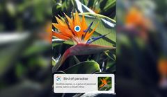 Aplikacje na smartfony nie potrafią w 100 proc. identyfikować roślin na podstawie zdjęć