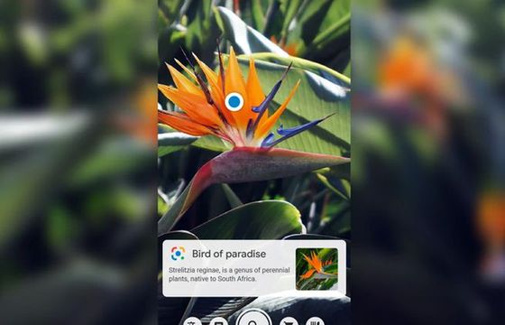 Aplikacje na smartfony nie potrafią w 100 proc. identyfikować roślin na podstawie zdjęć