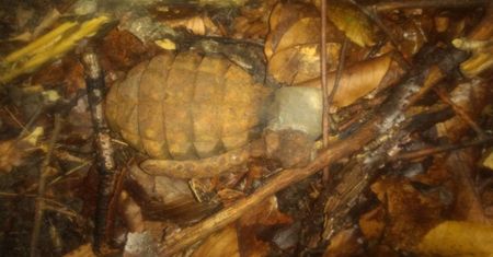Grzybobranie. Znalazł granat podczas spaceru. Policja apeluje o rozwagę