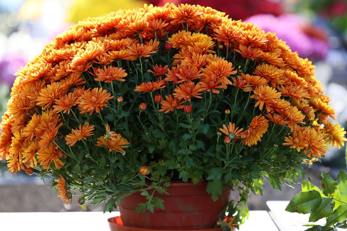 Chrysanthemums will last longer