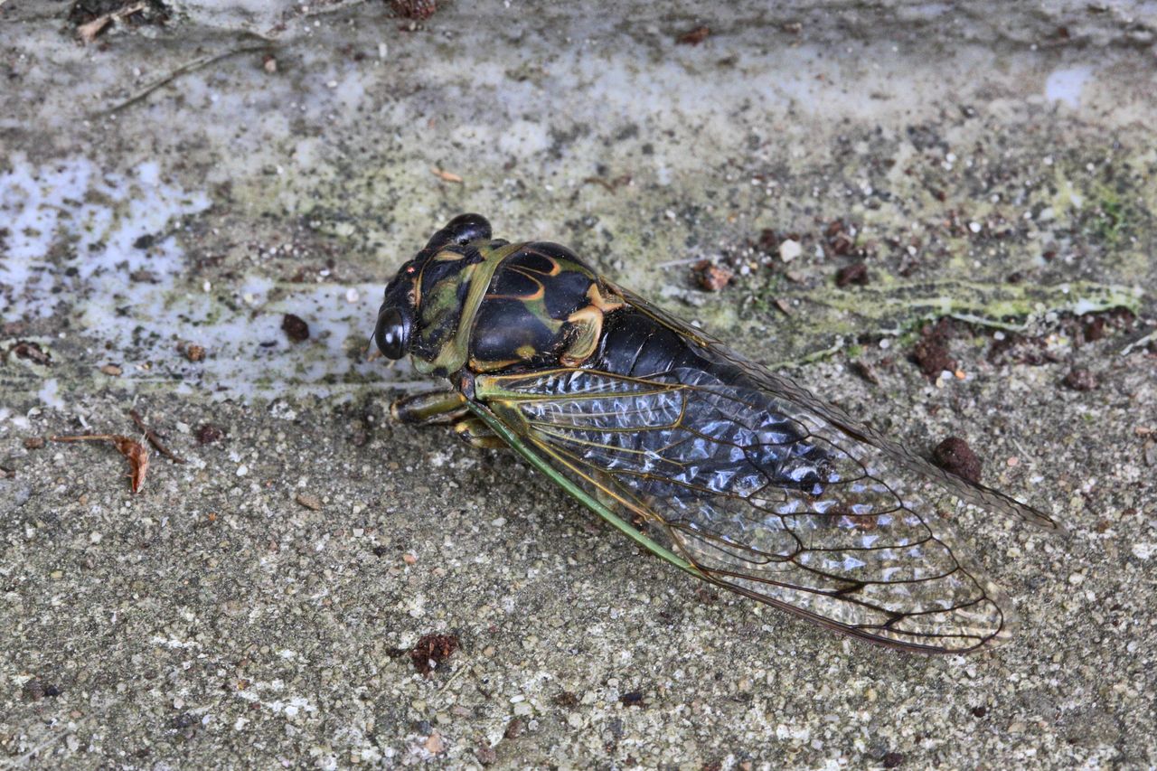 Cicadas are set to flood states this spring and in upcoming decades. What do we know about them?