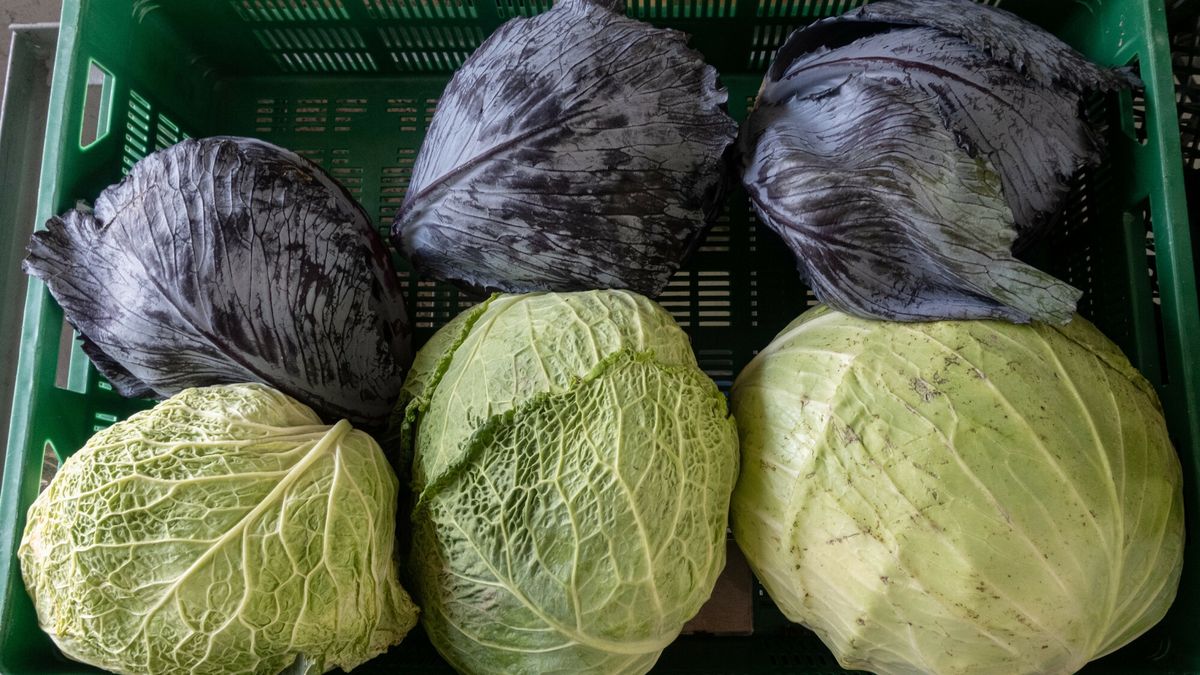 Nadpodaż kapusty białej młodej