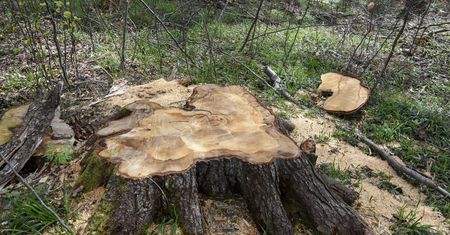 Drzewo miało 337 lat. Leśnicy wycięli jodłę. "Wielka strata"