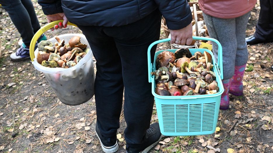 Grzybobranie w listopadzie? Mróz nie zaszkodził grzybom