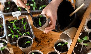 Sadzonkami w kwietniu. Patent na silne warzywa i rekordowe plony