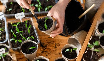 Sadzonkami w kwietniu. Patent na silne warzywa i rekordowe plony