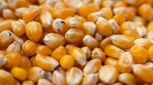 Kukurydza sucha i mokra. Stawki na początku listopada