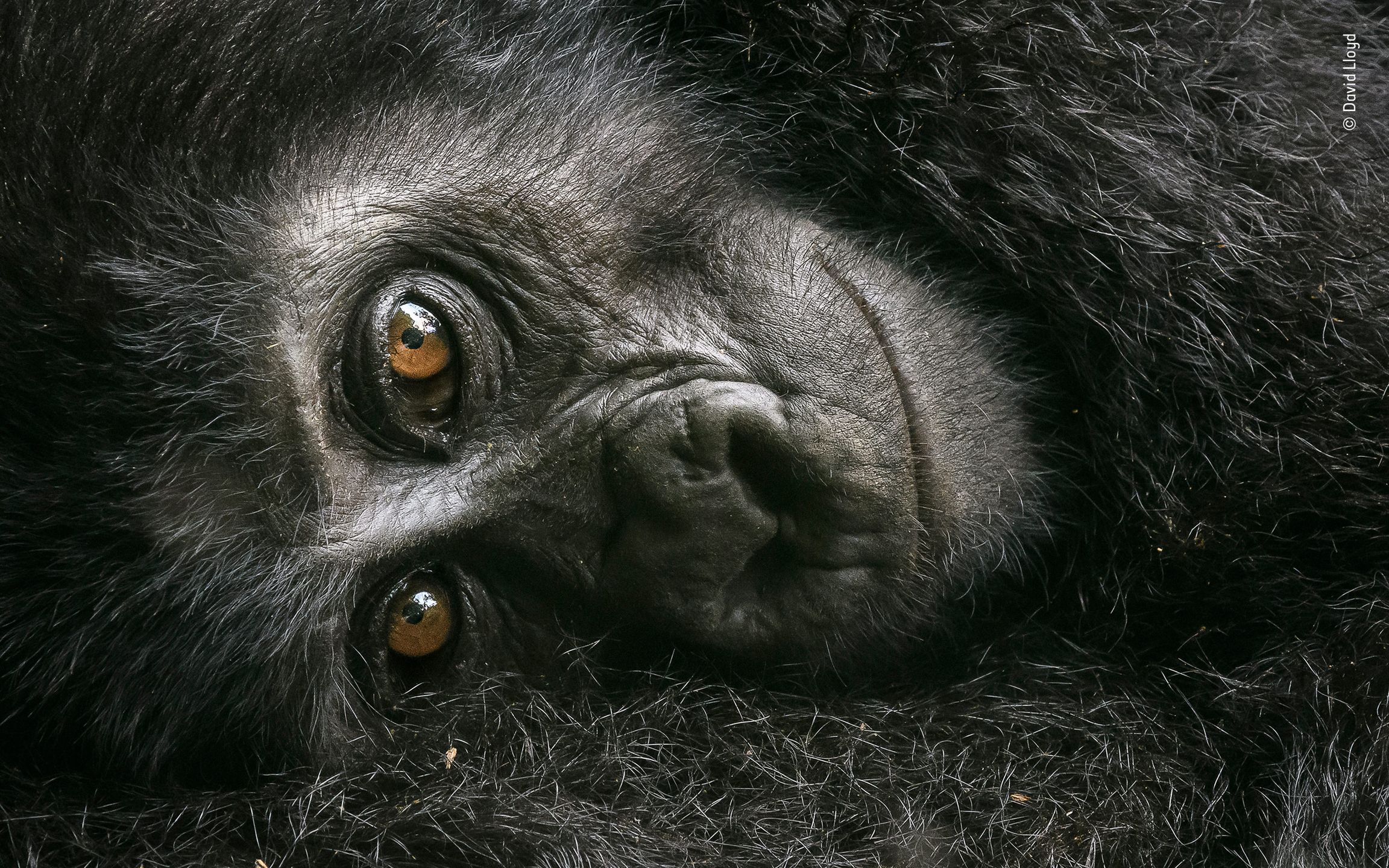 Panasonic przyzna nagrodę publiczności w konkursie Wildlife Photographer of the Year 9