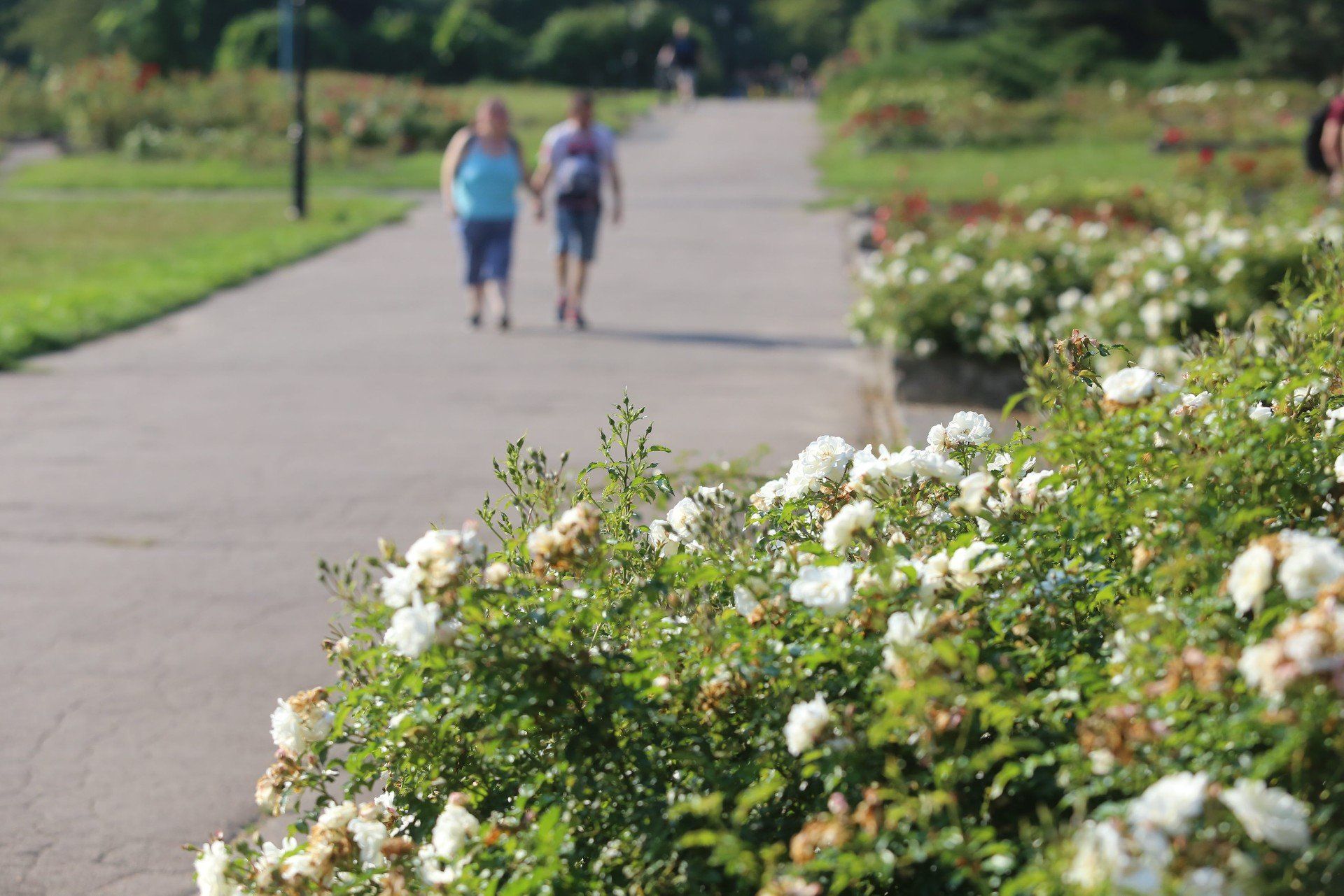 Rosarium w Parku Śląskim przejdzie metamorfozę