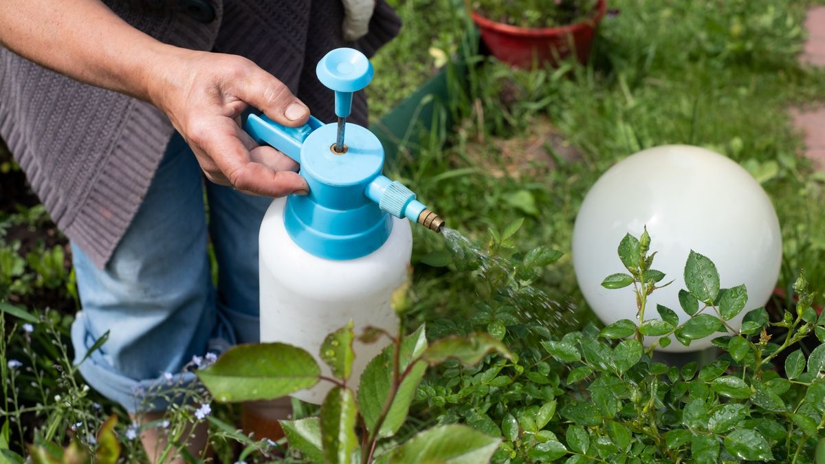 Protecting plant from bugs and insects with pressure sprayer
Protecting plant from bugs and insects with pressure sprayer in the garden
flower, woman, water, rose, summer, chemical, man, nature, leaf, spring, spray, gardening, protection, insecticide, gardener, equipment, pest, pesticide, garden, control, agriculture, sprayer, exterminator, aerosol, plant, insect, insecticidal, aphids, herbicide, pump, aphid, outdoors, aphis, botanical, botany, from, greenfly, horticulture, seed, aphidoidea, fertilizer, insectide, farmer, disease, care, bush, growing, prevention, sprinkles, sprinkling