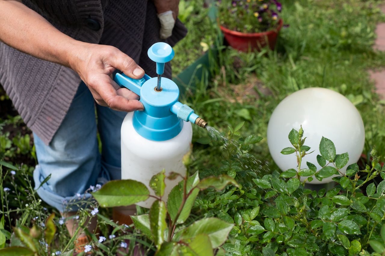 A homemade spray will prove useful in the fight against pests that destroy plants.