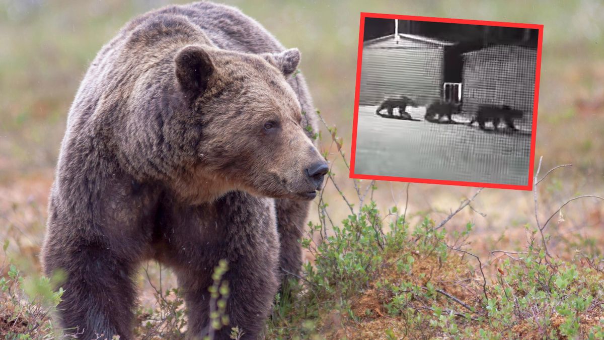 Grupa niedźwiedzi coraz częściej nachodzi mieszkańców Polańczyka 
