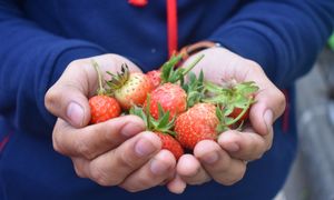 Cena truskawek w 2026 r. Podali prognozy. Tanio nie będzie
