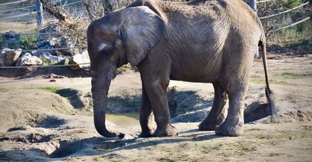 Afera w poznańskim ZOO. Radna PiS grozi prokuraturą po śmierci słonicy