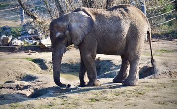 Afera w poznańskim ZOO. Radna PiS grozi prokuraturą po śmierci słonicy